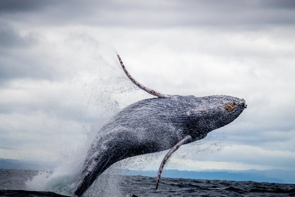 Majestic humpback whale breaching in the Pacific Ocean, Colombia, showcasing marine wildlife beauty.