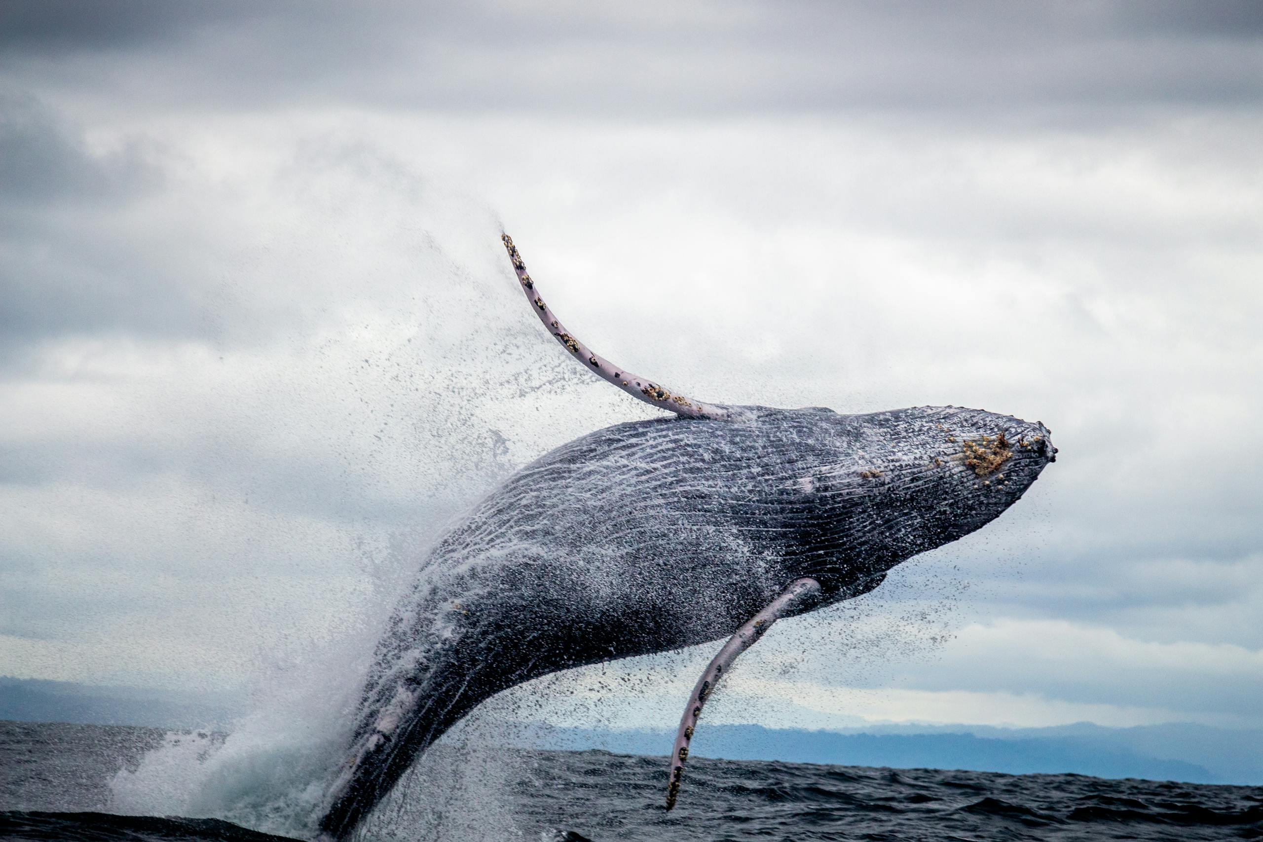 Majestic humpback whale breaching in the Pacific Ocean, Colombia, showcasing marine wildlife beauty.